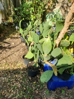 Nopales