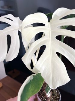 Monstera Albo Full Moon (Read Description)