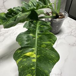 Ring Of Fire Philodendron