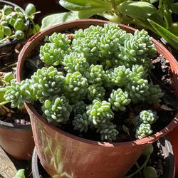 Succulent’s Plants 4”pot