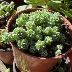 Succulent’s Plants 4”pot