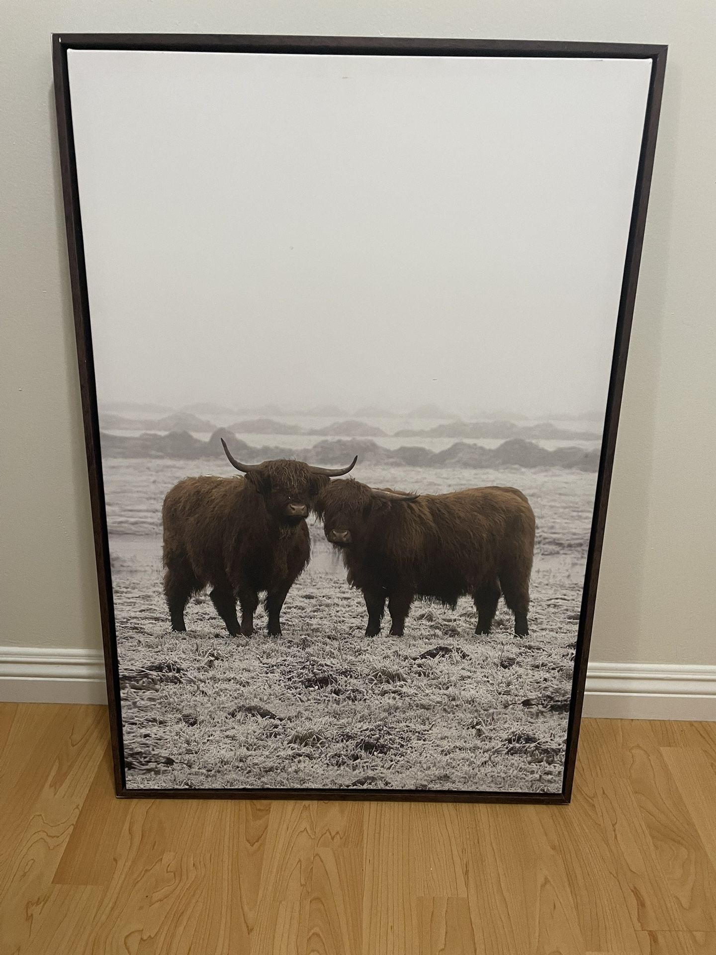 Highland Cow Photo