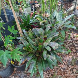 CACTILICIOUS! The CACTUS QUEEN! 