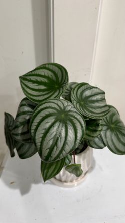 Pepperomia Watermelon