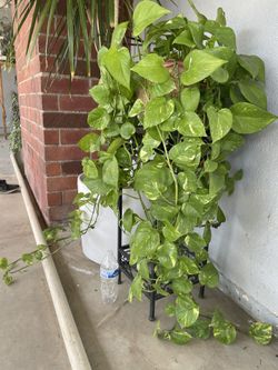 Planta Hermosa de hojas Verdes