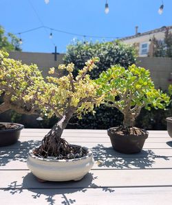 Cork bark Elephant Jade Bonsai Complete Set with pot