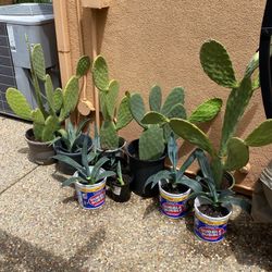 Cactus and aloe vera