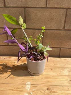 Plants
