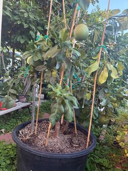 Bưởi Da Xanh Pomelo Tree – Fruiting