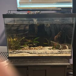 Fish Tank With Stank 