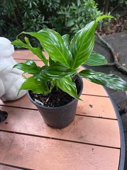 Peace Lily Plant