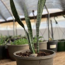   Snake Plant / mother-in-law's tongue (Sansevieria zeylanica)