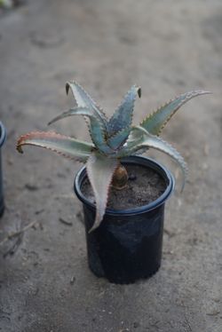 Plants succulents