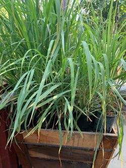 Lemongrass, mosquito repellent plant 5gal