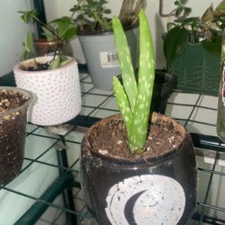 Aloe Plants 