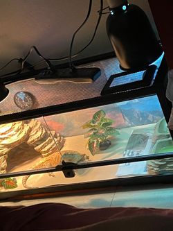 Reptile  Cage