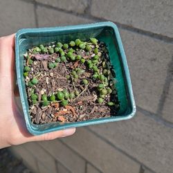 String Of Pearls Succulent 