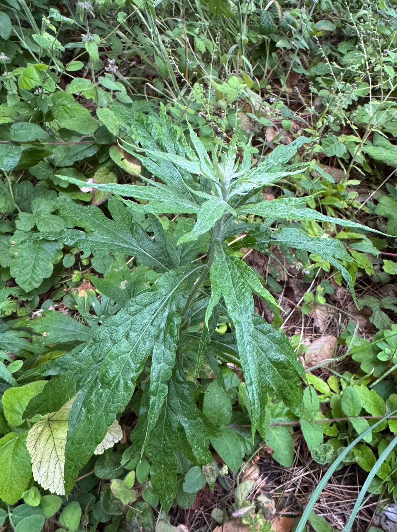 Organically grown - Native California Mugwort(Artemisia douglasiana) - 2ft