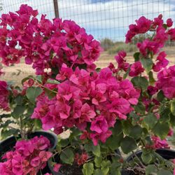 Bougainvillea 