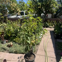 capulin cherry trees (Prunus salicifolia) are known to be self-pollinating. This means you only need one tree to produce fruit, as it doesn't require 