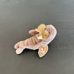 TY Beanie Baby Walrus Named Jolly 