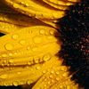 Monica Rey