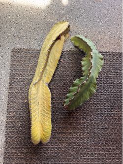Cactus cuttings, free, ready to plant