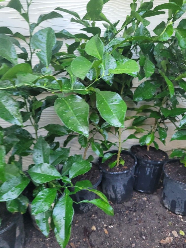 Naranja Agria Oh Naranja Cucha