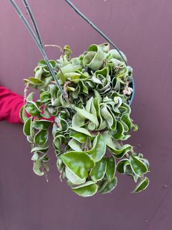 6” variegated hindu rope hoya