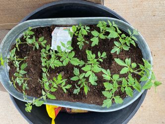 Free Roma Tomato Seedlings/Plugs