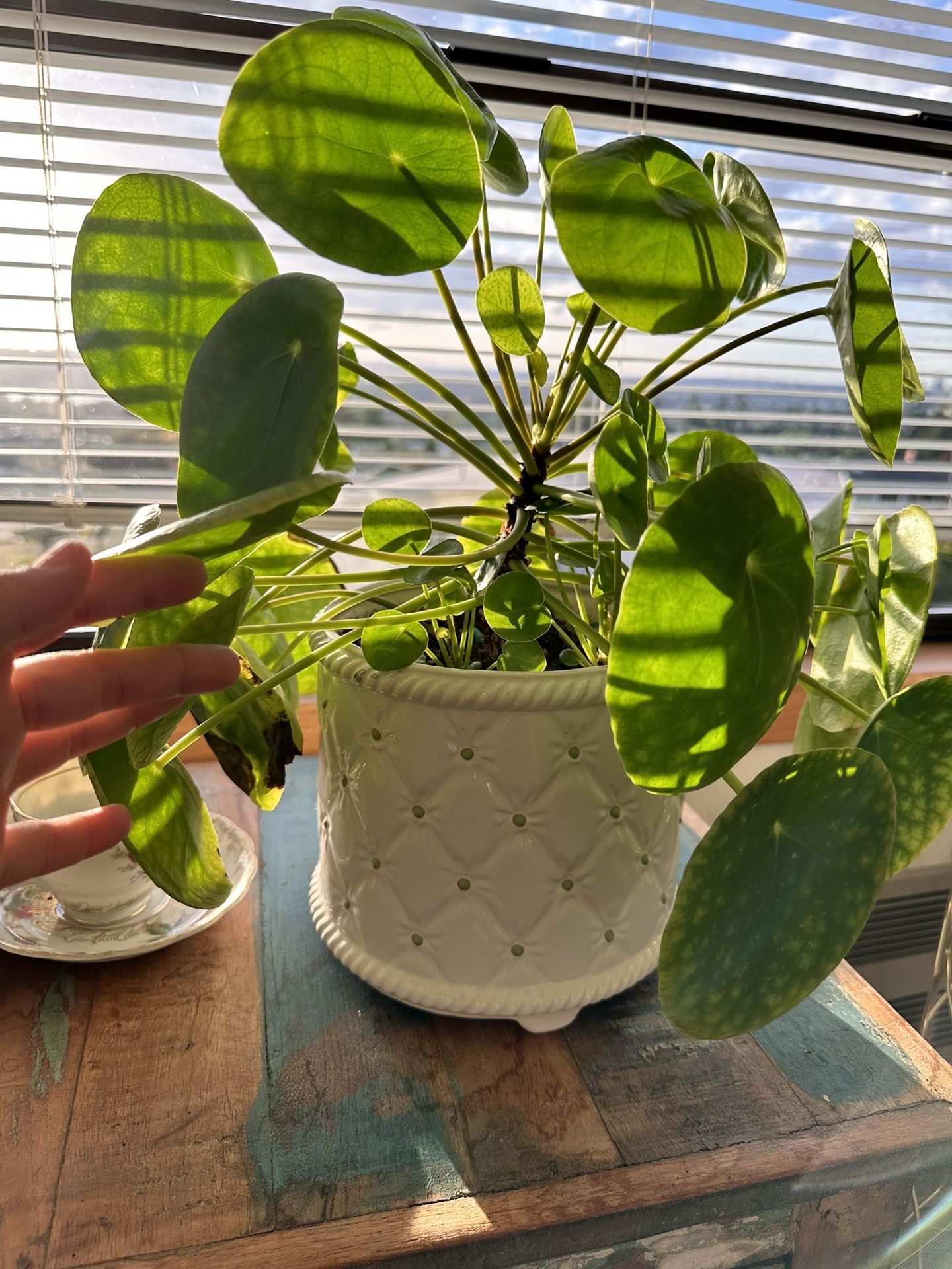Pilea Plant 🪴