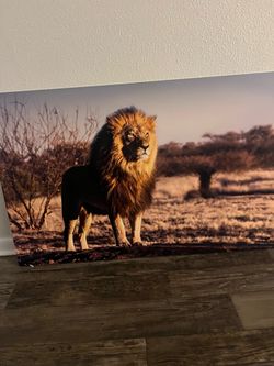 60 Inch Lion Picture