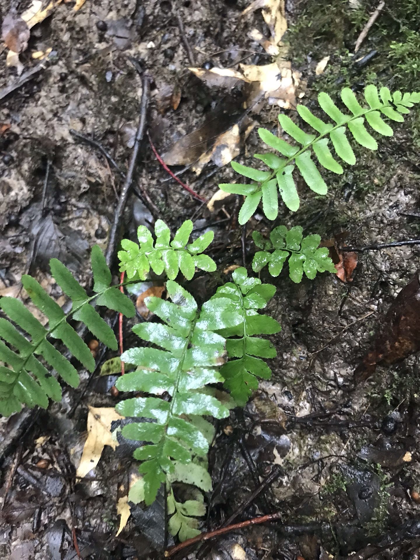 Ferns