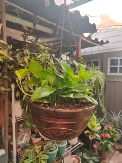 Golden Pothos Indoor Plant