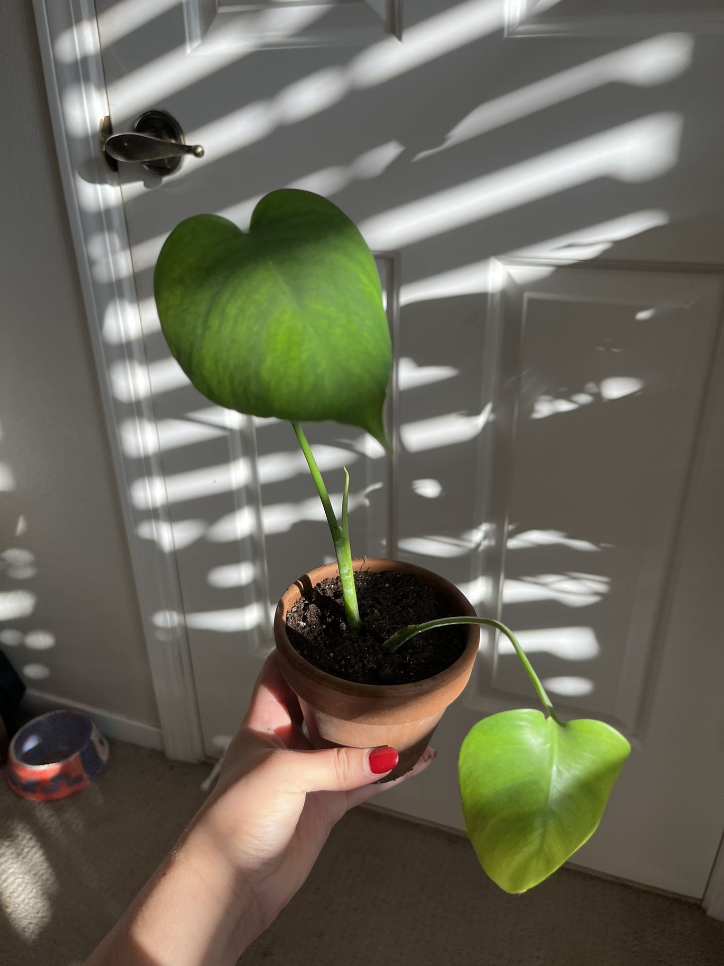 Juvenile Monstera Deliciosa Plant 