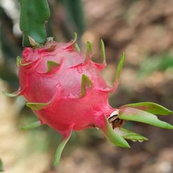 Dragon Fruit Starter Plants