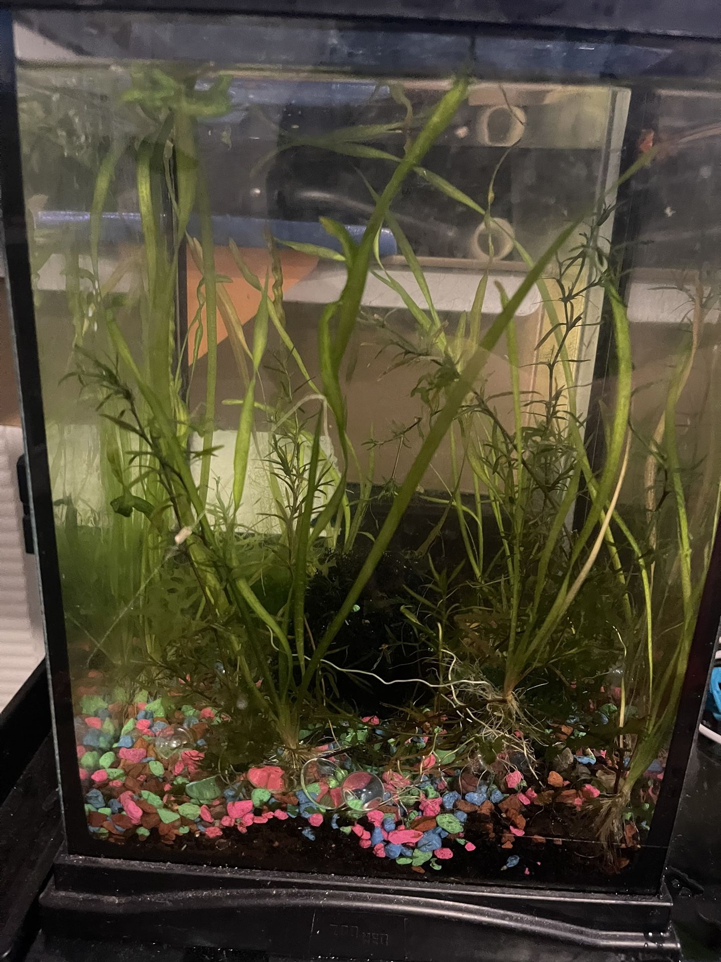 2 gallon established freshwater self- sustaining ecosystem perfect for workstation desk.