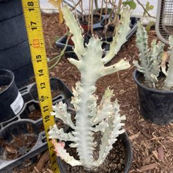 Specialty***Big/full/lush***Ghost Cactus, dragon bone cactus, one gallon pot; 95820