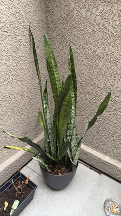 Tiger tail