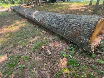 Red oak tree good wood