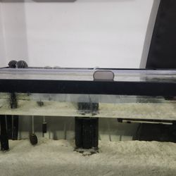 20 Gallon Long Fish Tank