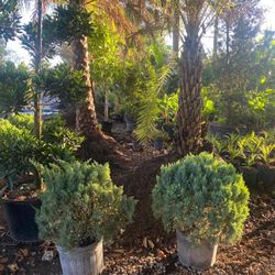 Juniper Plants $50.00🪴