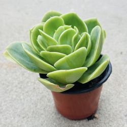 Succulents plants 🪴 