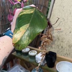 Philodendron Strawberry Shake Clipping A