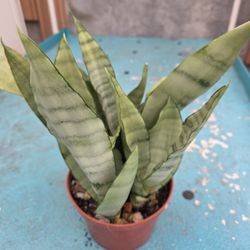 Snake Plant 