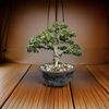 Bonsai Ninja