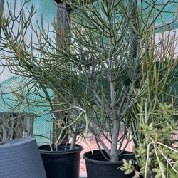 Fire Sticks and Jade Plant