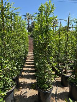 Ficus Nitida Indian Laurel hedge