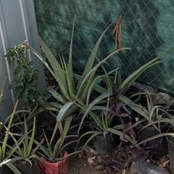 Aloe Vera 🪴 5-10-20dlls