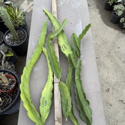 *** HUGE *** Haley’s Comet Dragon fruit cuttings $10 each #HCDFC01 BLACK FRIDAY DISCOUNT